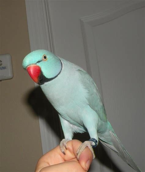 I have one blue <strong>Indian ringneck</strong> in a very good health ready to go with the cage,it is starting to talk but need to be trained,anyone wants to buy it let me know please. . Indian ringneck parrot for sale